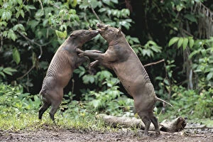 Two male Babirusa fighting (Babyrousa babyrussa) Sulawesi, Indonesia, vulnerable species