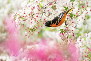 December 2022 Highlights Prints: Male Baltimore oriole (Icterus galbula) foraging in flowering Crabapple (Malus sp)