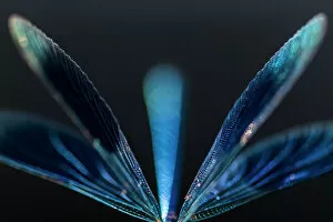 Best of 2022 Gallery: Male Banded demoiselle (Calopteryx splendens), abstract study of wings and body, Tamar Lakes
