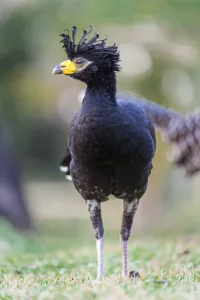 Male Bare-faced Curassow (Crax fasciolata) near Araras Lodge, Mato Grosso, Northern Pantanal, Brazil, South America
