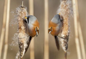 Two male Bearded reedling (Panurus biarmicus) eating seeds from the spike of a common bulrush
