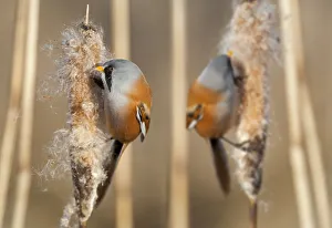 Composite Images Prints: Two male Bearded reedling (Panurus biarmicus) eating seeds from the spike of a common bulrush