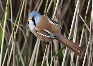 April 2022 highlights Collection: Male Bearded tit (Panurus biarmicus) perched on a reed stem, Leighton Moss Nature Reserve