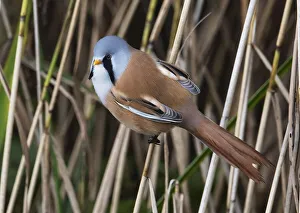 April 2022 Highlights Prints: Male Bearded tit (Panurus biarmicus) perched on a reed stem