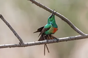 Male Beautiful sunbird (Cinnyris Pulchellus) courtship display, Allahein River, The Gambia