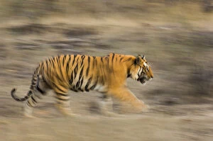 Tigers Gallery: Male Bengal tiger (Panthera tigris tigris) known as Sundar (B2) patrolling territory
