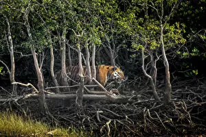 Male Bengal tiger (Panthera tigris tigris) walking through mangrove forest, Sundarbans