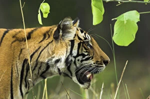 Images Dated 28th April 2006: Male Bengal Tiger {Panthera tigris tigris} head profile, Kanha National Park, Madhya Pradesh