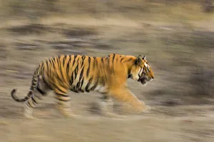 Male Bengal tiger (Panthera tigris tigris) known as Sundar (B2) patrolling territory
