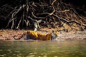 Male Bengal tiger (Panthera tigris tigris) walking in river, Sundarbans, India, 2017