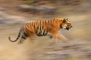 Tigers Gallery: Male Bengal Tiger - Sundar (B2) (Panthera tigris tigris) running and patrolling territory