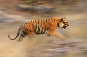 Male Bengal Tiger - Sundar (B2) (Panthera tigris tigris) running and patrolling territory Male Bengal Tiger - Sundar (B2) (Panthera tigris tigris) running and patrolling territory