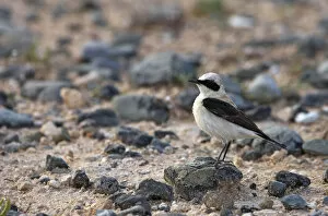 Images Dated 5th April 2009: Male Black eared wheatear (Oenanthe hispanica) standing on stone, Nortern Cyprus
