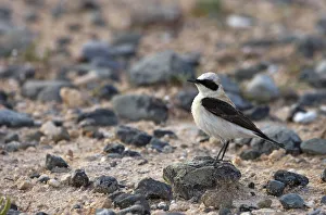 Peter Lilja Prints: Male Black eared wheatear (Oenanthe hispanica) standing on stone, Nortern Cyprus