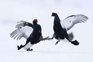 Two male Black grouse (Lyrurus tetrix) fighting and sparing over territory at a snow covered lek, Vasterbotten, Sweden