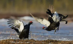 Two male Black grouse (Lyrurus tetrix) displaying at lek, Utajarvi, Finland, April