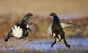 Two male Black grouse (Lyrurus tetrix) displaying at lek, Utajarvi, Finland, April