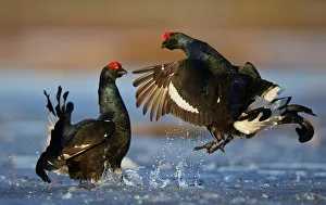 Two male Black grouse (Lyrurus tetrix) displaying at lek, Utajarvi, Finland, April Two male Black grouse (Lyrurus tetrix) displaying at lek, Utajarvi, Finland, April