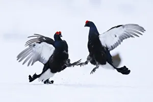 Sweden Prints: Two male Black grouse (Lyrurus tetrix) fighting and sparing over territory at a snow covered lek