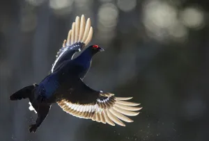 May 2021 Highlights Collection: Male Black grouse (Tetrao / Lyrurus tetrix) in flight. Kuusamo, Finland, April