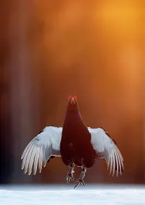 Male Black grouse (Tetrao / Lyrurus tetrix) displaying at lek. Kuusamo, Finland, April