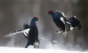 Two male Black grouse (Tetrao / Lyrurus tetrix) fighting at lek. Kuusamo, Finland, April