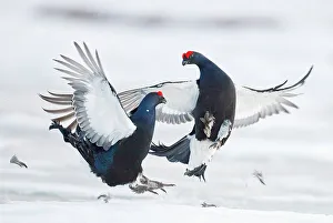 Two male Black grouse (Tetrao / Lyrurus tetrix) fighting at lek. Utajarvi, Finland, April