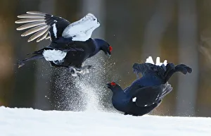 May 2021 Highlights Prints: Two male Black grouse (Tetrao / Lyrurus tetrix) fighting at lek. Kuusamo, Finland, April