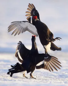 Two male Black grouse (Tetrao / Lyrurus tetrix) fighting at lek. Utajarvi, Finland, April