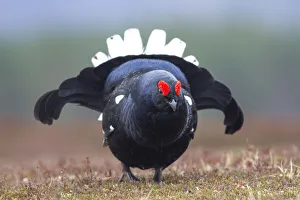 Male Black grouse (Tetrao tetrix) performing courtship display at lek, Cairngorms National Park, Scotland, UK. April Male Black grouse (Tetrao tetrix) performing courtship display at lek, Cairngorms National Park, Scotland, UK. April