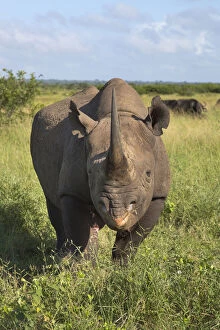 Black Rhino Collection: Male Black rhinoceros (Diceros bicornis), Phinda Private Game Reserve, Kwazulu Natal