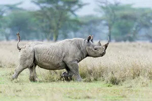 Threatened Gallery: Male Black rhinoceros (Diceros bicornis) running, Nakuru National Park, Kenya
