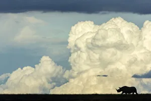 Purpose Prints: Male black rhinoceros (Diceros bicornis) silhouetted against clouds