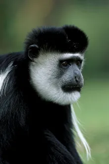 Male Black and white colobus monkey {Colobus guereza} Lake Naivasha, Kenya, East Africa