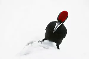 December 2021 Highlights Gallery: Male Black woodpecker (Dryocopus martius) in snow, showing red crown