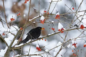 March 2022 highlights Gallery: Male Blackbird (Turdus merula) feeding on berries in winter, Bavaria, Germany, Europe. January