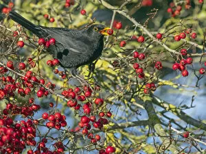 April 2022 highlights Gallery: Male Blackbird (Turdus merula) feeding on berries in Hawthorn (Crataegus sp.) hedgerow, Norfolk