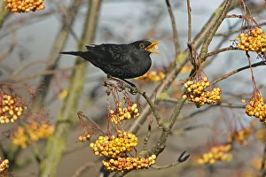 Male Blackbird (Turdus merula) feeding on Rowan tree (Sorbus) berries, North Wales