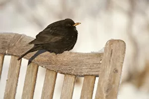 Male Blackbird (Turdus merula) perched on garden seat in winter, with feathers ruffled