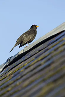 Male Blackbird (Turdus merula) perched on old barn roof, Inverness-shire, Scotland
