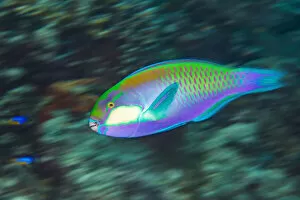 West Irian Jaya Collection: Male Bleekers parrotfish (Chlorurus bleekeri) races across a coral reef as it