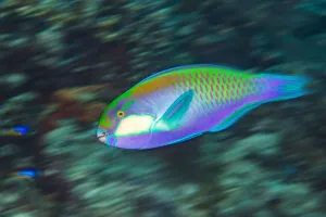 Scaridae Prints: Male Bleekers parrotfish (Chlorurus bleekeri) races across a coral reef as it