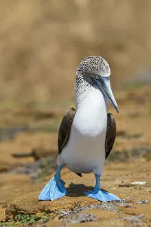 Male Blue-footed booby (Sula nebouxii) walking on sand, San Cristobal Island, Galapagos