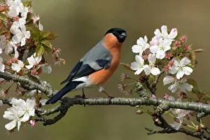 Male Bullfinch (Pyrrhula pyrrhula) perched amongst Cherry blossom, Buckinghamshire