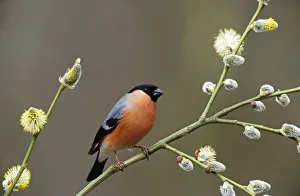 Finches Prints: Male Bullfinch {Pyrrhula pyrrhula} perching in Pussy Willow (Salix), Yorkshire, UK