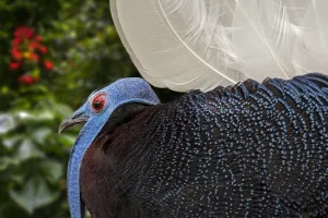 Male Bulwers pheasant / Bulwers wattled pheasant (Lophura bulweri)