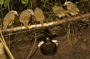 Male Carolas Parotia (Parotia carolae) bird of paradise displaying on his display