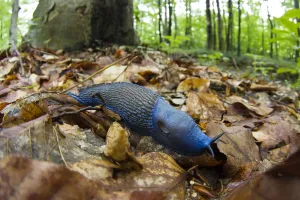 Images Dated 12th June 2008: Male Carpathian blue slug (Bielzia coerulans) Morske Oko Reserve, Slovakia, June 2008