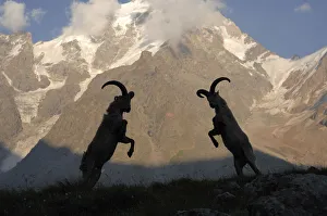 2013 Highlights Collection: Male Caucasian turs (Capra caucasica) rutting with Dykh-tau Mountain in the background