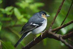 Images Dated 22nd March 2009: Male Chaffinch (Fringilla coelebs) on branch, Los Tilos National Park, La Palma, Canary Islands